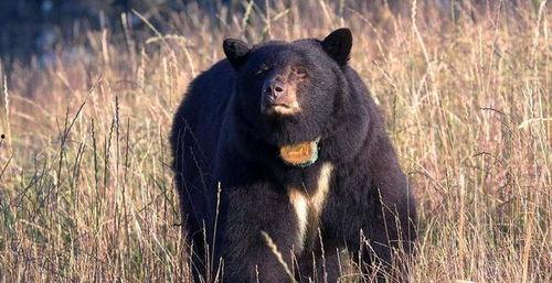 黑熊变异成人类视频,神秘视频揭秘动物与人类之间的神秘界限