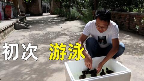 鸭子游泳视频成人,捕捉鸭子游泳的欢乐瞬间