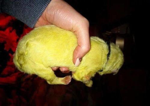 成人洗澡怎么洗视频讲解,轻松掌握健康洗浴技巧