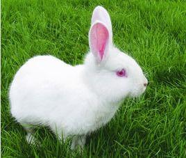 兔子手工成人玩具视频,成人玩具视频揭秘与体验分享