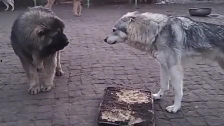 狼能拖走成人吗视频